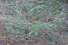 Corchorus trilocularis